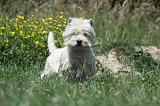 WESTIE 251